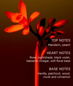 CAIA Cosmetics Parfym<LA NUIT