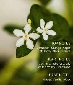 CAIA Cosmetics Parfym<LE SOIR LUMIÈRE