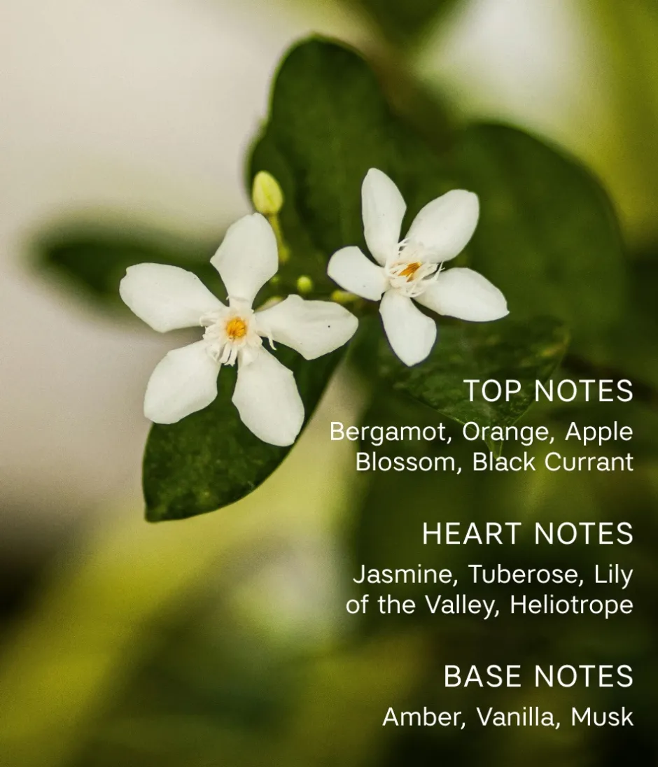 CAIA Cosmetics Parfym<LE SOIR LUMIÈRE